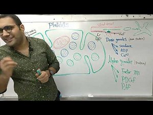 Blood physiology Crash course -4