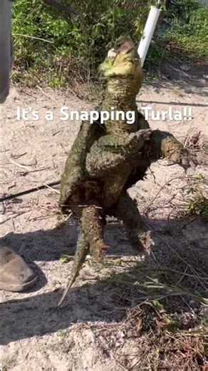 Caught a Common Snapping Turtle #fishing #fish #alligatorsnappingturtle
