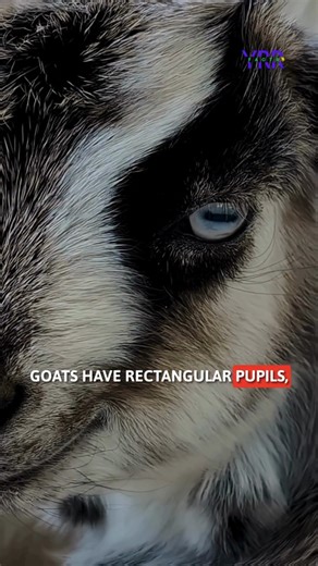 The Life-Saving Feature Of Goats' Rectangular Pupils #GoatFacts #Shorts