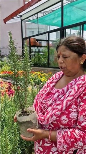 Grow Fresh Rosemary at Home! 🌿 #iamthegardener #rosemaryplant #herbgardening #gardeningtips