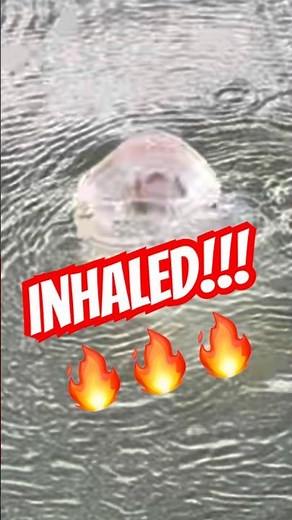 CRB Ripple Frog INHALED!!! 🔥🔥🔥