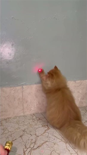 Cat Chasing Laser Pointer Is Too Cute To Handle #Shorts