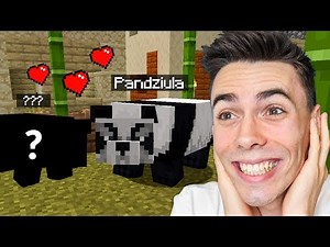 Looking for a NEW PANDA in Minecraft!
