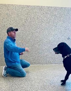 10K views · 690 reactions | “Buddy” Lab/Dane Mix 11 Years Young...