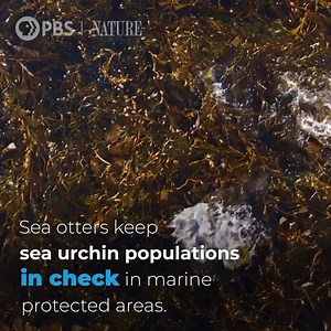 Did you know? Sea otters eat a quarter of their body weight each day. How do sea otters protect their ecosystem? Sea otters play a crucial role in their marine habitat. They need to eat a lot to keep warm in the chilly water they live in. | MPB - Mississippi Public Broadcasting