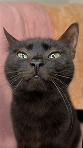 I Got the Best Valentine for My Cat! 💕 I saw My cat falling in love for the first time, but with a cartoon cat on TV. So I made her dream come true for Valentine’s Day ❤️ Could you ignore that look in her eyes? #cats #valentines #catlovers #petparents #comedy | NiceRascals cats