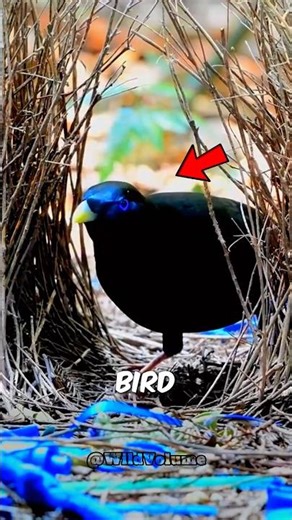 This Bird Knows How to Impress. #birds #animals #shorts