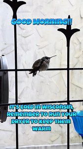 Protect the Hummingbirds from extreme cold by running your dryer. #Hummingbirdlove #hummingbird #reel #animals #videobird #viral #bird #nature #animais | Hummingbird Love