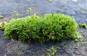 Moss And Solar Panels: What Home Owners Must Consider - Solar Gear Guide