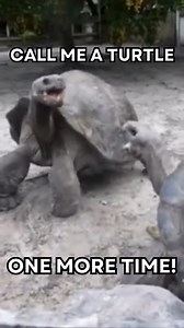 Hello folks, today is World Turtle Day! 🐢 And while we're tortoises that live on land, we want to celebrate with you! | Florida Iguana and Tortoise Breeders