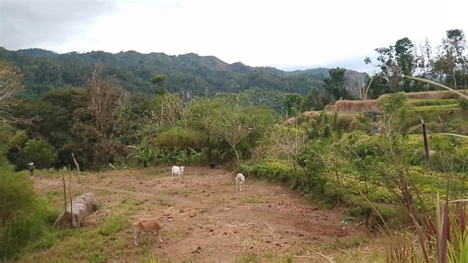 Long Jump Training Insights for Aspiring Athletes