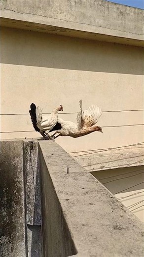 Aseel Morgi or Morga took a dangerous jump #aseelmurga #shorts #eagles #shortvideos #pets #birds