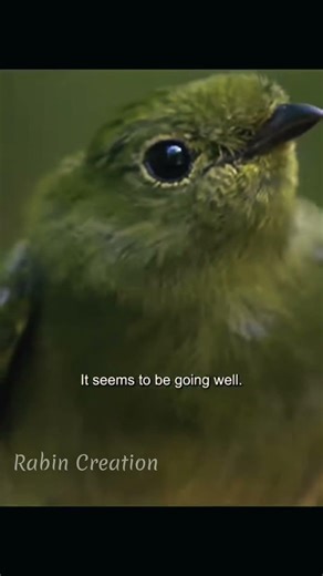 The Club winged manakin #birds #birdsounds #forest #jungle #nature #animals #birdlife #cutebirds