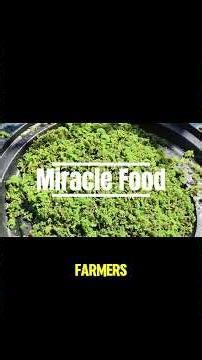 Why Every Farmer Should Never Forget Azola