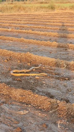 👀 Omg 😯 Big Snake 😯 🐍 Wait for end 👀 #snake in a...See more