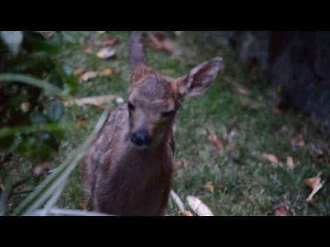 Baby deer calling for mom to come back, while waiting in garden playpen.