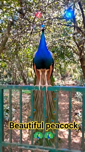 beautiful peacock dancing #indianpeafowl #nature #peacock 😀