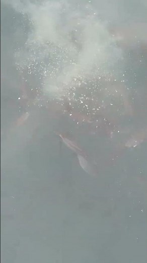 アイゴ（バリコ）仔魚の群れ。この魚が近年以上に増えています。成魚もみなべ店近辺堤防で、よく釣れています。2026年3月23日月曜日撮影。