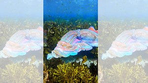 Rainbow Cuttlefish - Nature’s Living Light Show.