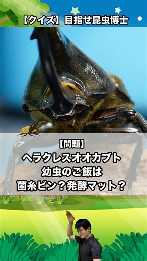 ヘラクレスオオカブトの幼虫のご飯は菌糸ビン？発酵マット？｜【クイズ】目指せ昆虫博士！#カブトムシ #クワガタ #クワカブ #昆虫 #飼育方法 #初心者