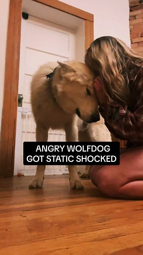 Understanding Dog Reactions to Static Electricity