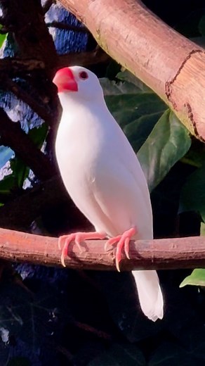Torben Dehlholm - Tropical Aviary Birds on Instagram: "White Java Sparrow朗朗朗 #birds #bird #nature #aviary #animals #aves #pets #finches"