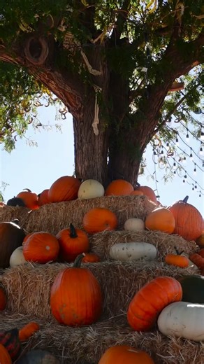 13 reactions | Our Reflective Halloween Bags are BACK at all Idaho Java Espress locations! Stop by and grab a free reflective bag for your little ghouls and goblins — no purchase required! Each bag includes:  Halloween safety tips ️ A coloring page for our Coloring Contest (return your masterpiece with your info to any Java by 11/1/25) ☕ A BOGO drink coupon just for parents! Swing by your favorite Java Espress and get ready for a fun and safe Halloween! | Java Espress | Facebook