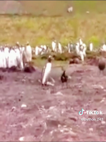 😱#wildanimals #penguin #animals #wildlife