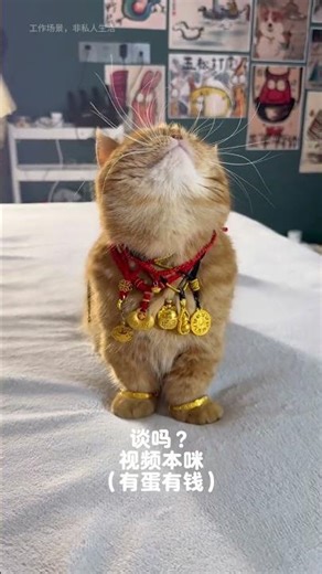 Are you talking? The bride price is ready, Tsundere Kitten