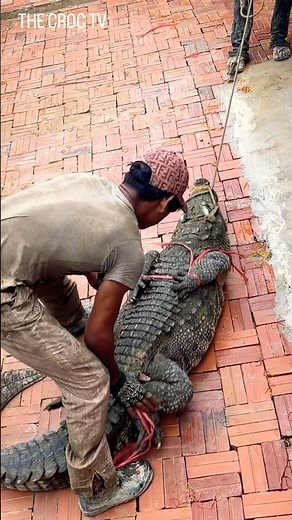 Cutting the rope to release the crocodile into its new farm for freedom. #crocodile #funny #viral