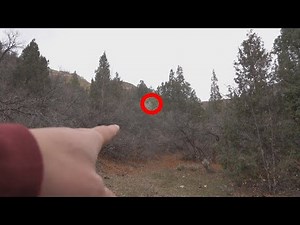 Walking Tree Phenomena CAUGHT MOVING!