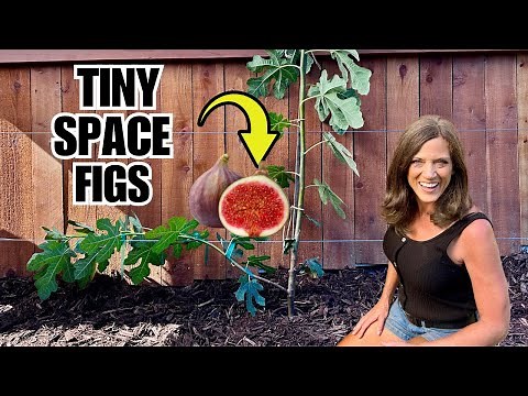 How to Plant an Fig Tree With Espalier Method - What You Didn't Know