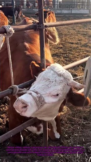 Dica pra retirar chifres do gado #TecnicaDeGado #RetiradaDeChifres