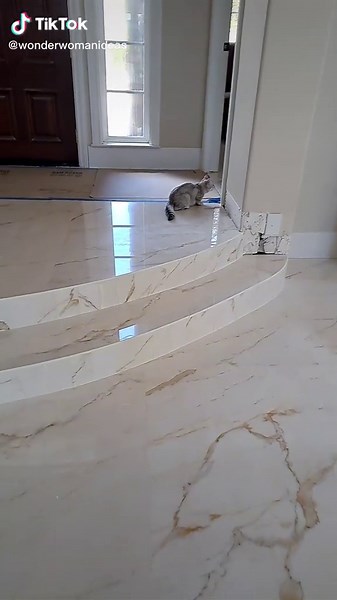 wonderwoman Cats (@wonderwomanideas)’s videos with original sound - wonderwoman Cats