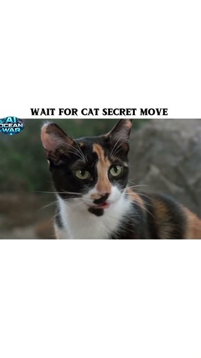 Cat Fighting Ai Video #ai #aivideo #animation #aishorts