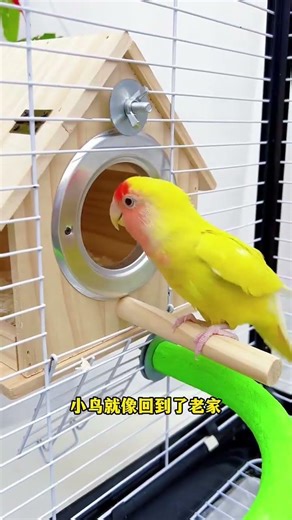 A natural wooden breeding box that gives your parrots peace of mind!Parrot breeding box #wooden