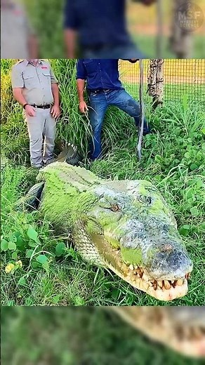 Why Can't Crocodiles Stick Out Their Tongues?🐊