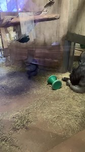 Zahra (with reflections) 1.21.2026 | DC Zoo Walks