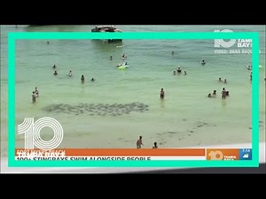 ‘Fever’ of more than 100 stingrays glides within inches of Florida swimmers