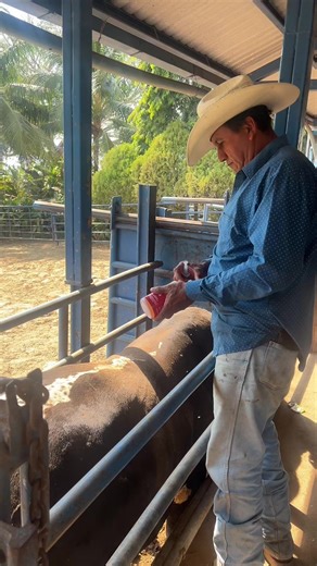 #cef_rodeo_internacional #Los_Rebeldes_del_Rodeo #fincaAltamira #guatemala🇬🇹 #ganaderia