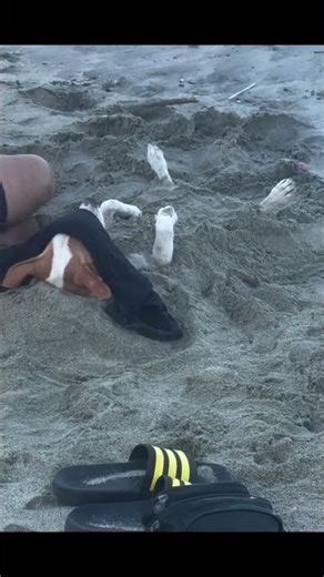 He's so comfy 🥰❤️ #shortvideo #memes #humor #dogs #pets #funnypuppies