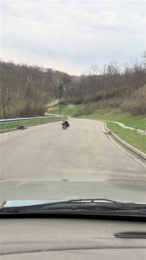 Wild Peacocks in Ohio: Nature's Colorful Spectacle