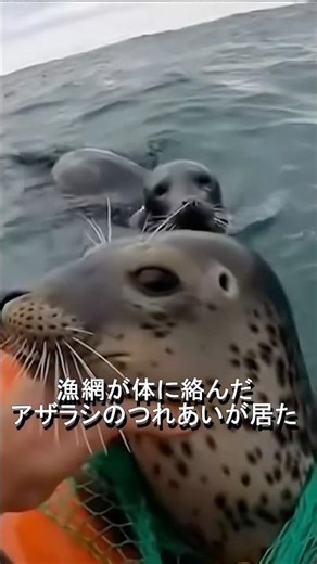 A seal calling for help for its mate, entangled in fishing nets. #shorts #seal #respect #rescue