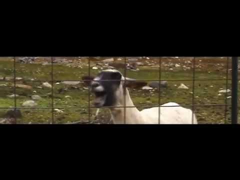 Taylor Swift Trouble Goat Edition - 1 HR Continuos Mix