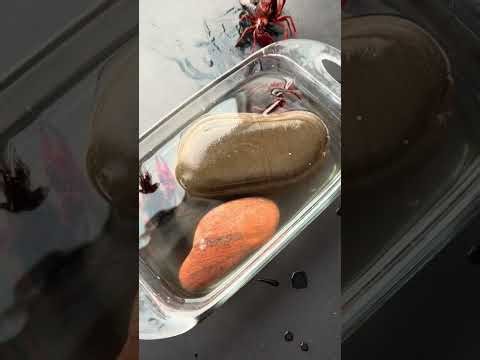 Ivan saves 3 crawfish from Seafood market😂