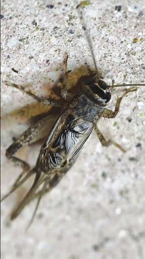 Cricket Sounds Compilation Nature Sounds effect #animals #shorts voice 4k