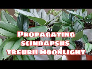 How to Propagate Scindapsus Treubii Moonlight