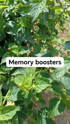 1.6K views · 17 reactions | Diseases that affect your memory #Sizophilange3 #fypchallenge #trendingpost #highinspirit #nature #memory #trendingreel | KwaMaqethuka Silungile | Facebook