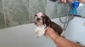 1.5M views · 10K reactions | Cutest Shih Tzu Puppy Ever <3 | Life with Shih Tzus | Facebook