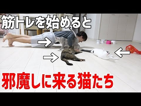 筋トレを始めると邪魔をしに来る猫3匹